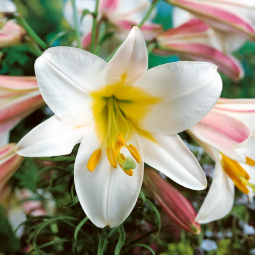 Лилия трубчатая Регал