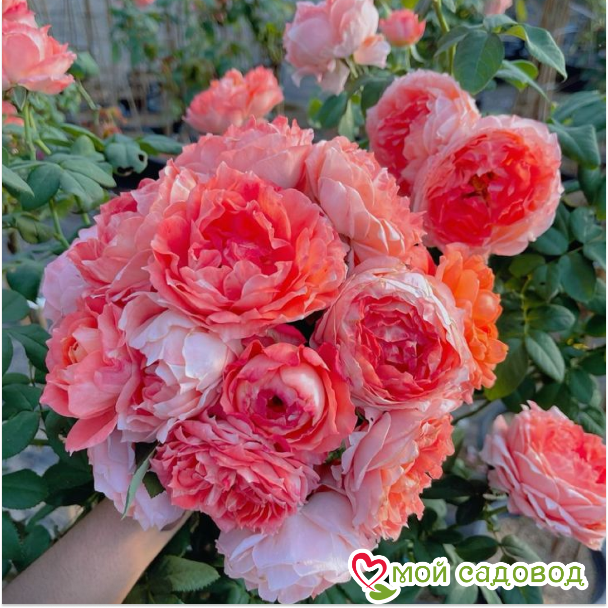 Роза чайно-гибридная Принцесса Сакуры