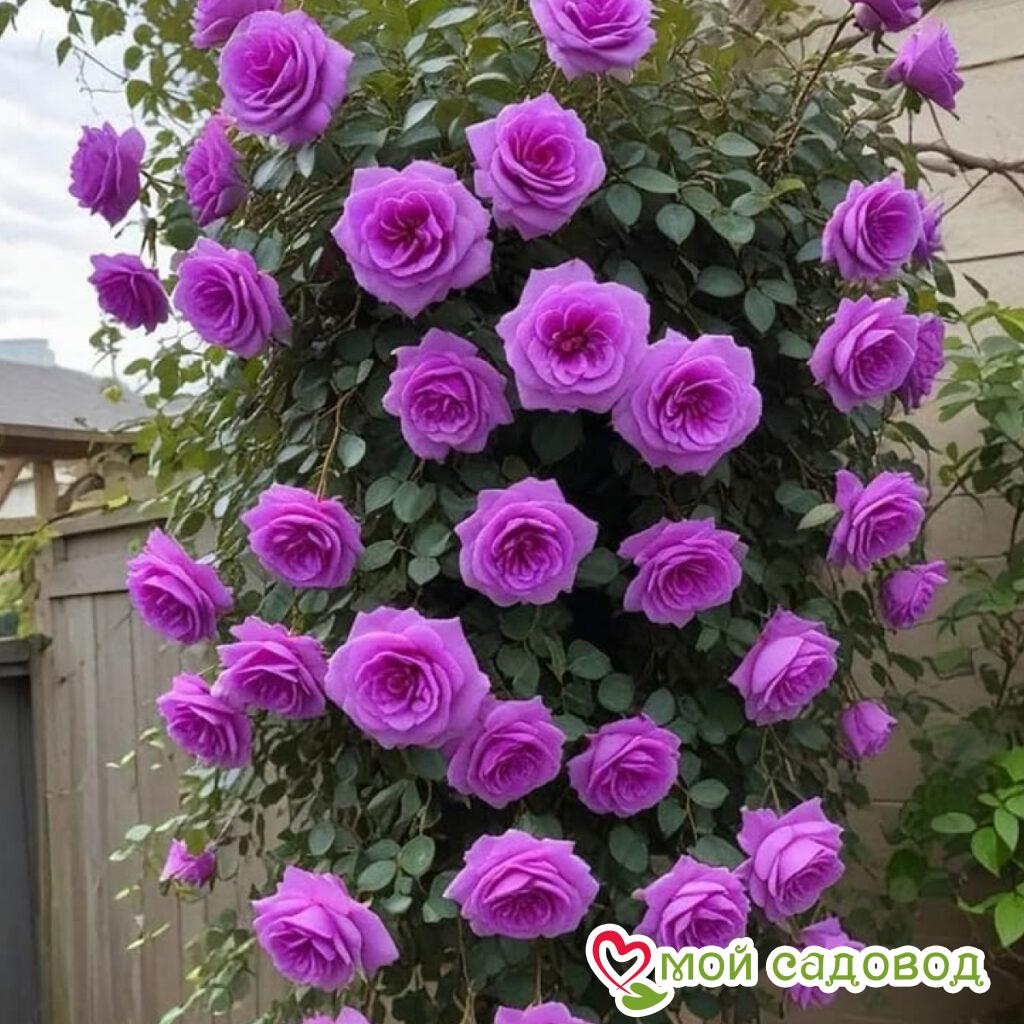 Роза Мистик Уайт